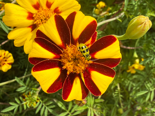 Spotted Cucumber Beetle