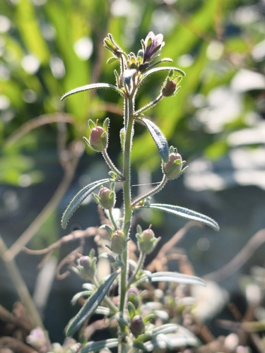 dwarf snapdragon