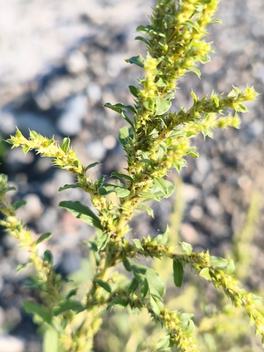 prostrate pigweed