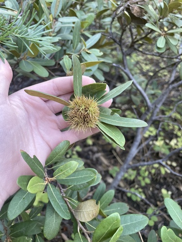 bush chinquapin