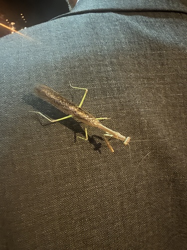 Carolina Mantis