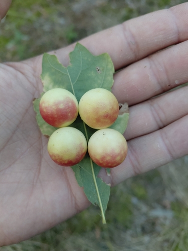 Cherry Gall Wasp