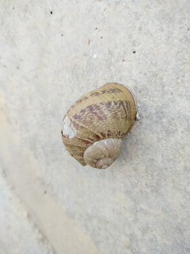 Garden Snail