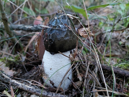 common stinkhorn