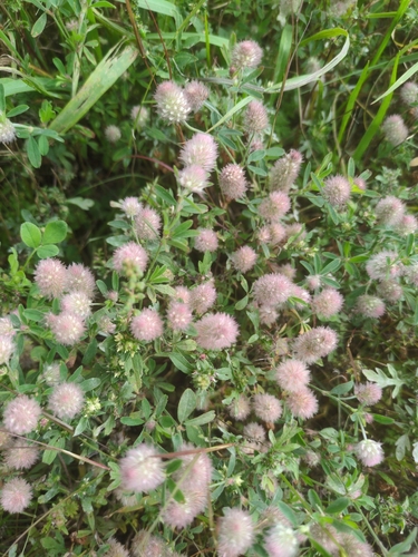 rabbitfoot clover