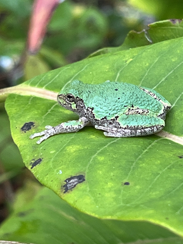 Gray Treefrog