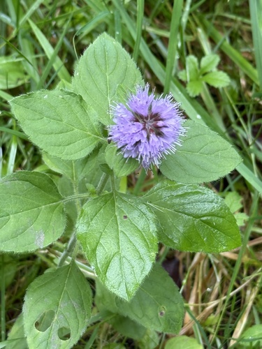 watermint