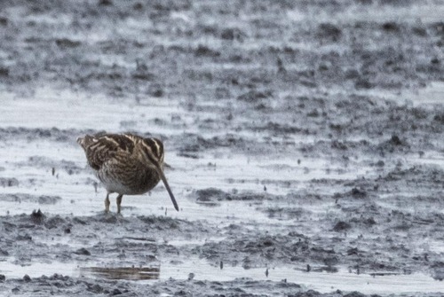 Common Snipe