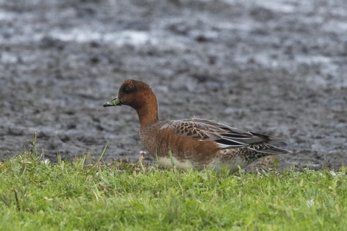 Eurasian Wigeon