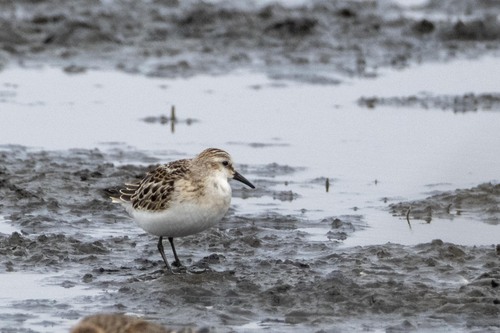 Little Stint