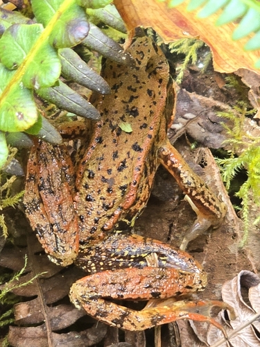 Northern Red-legged Frog