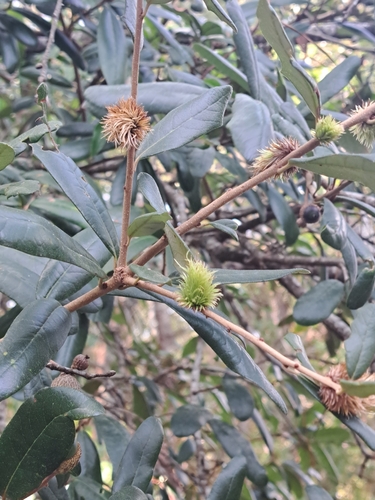 leafy oak gall wasp