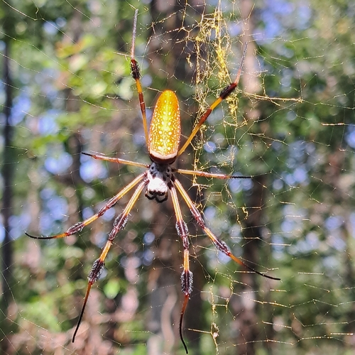Golden Silk Spider