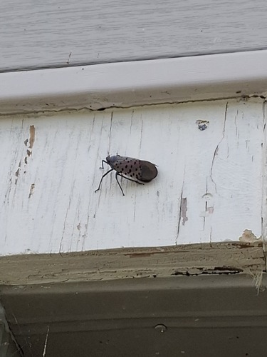 Spotted Lanternfly