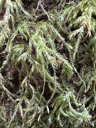 Cat's Tail Moss