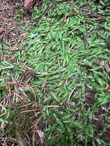 Waved Silk-moss