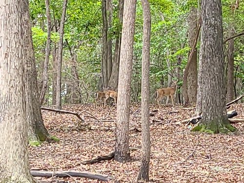 White-tailed Deer