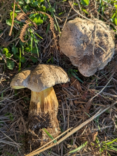 Rooting Bolete