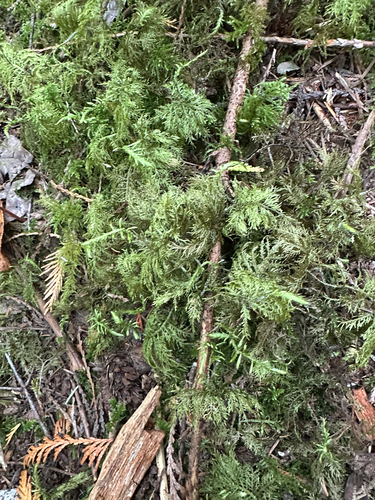 stairstep moss
