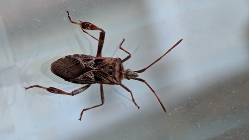 Western Conifer Seed Bug