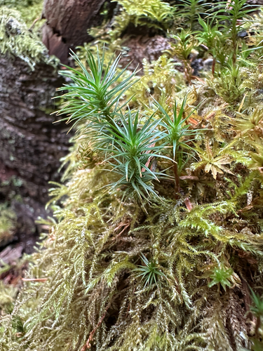 juniper haircap moss
