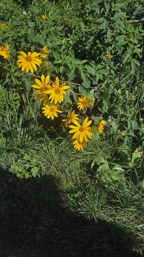 Jerusalem artichoke