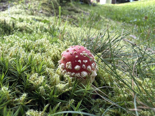 Fly Agaric