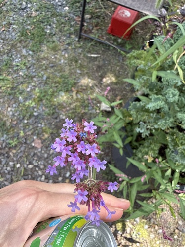 purpletop vervain