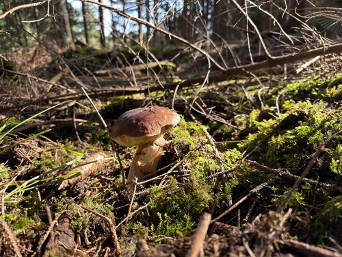 King Bolete