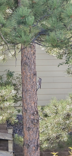 Northern Flicker