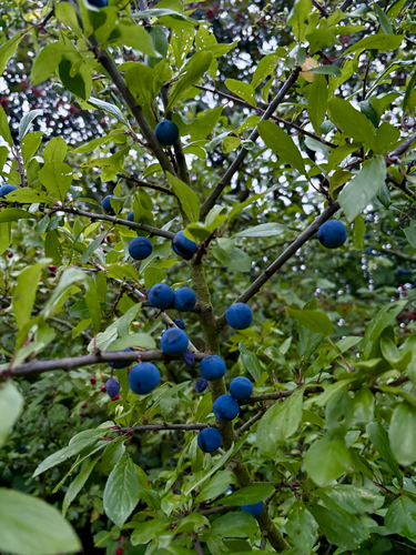 Blackthorn