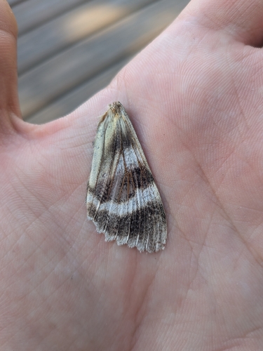 White Underwing