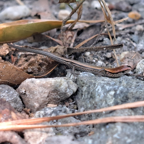 Little Brown Skink