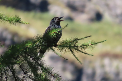 Northern Nutcracker