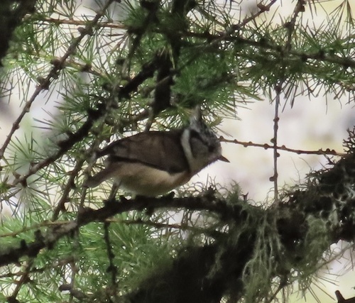 Crested Tit