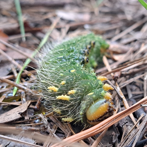 Imperial Moth
