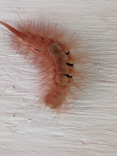 Pale Tussock Moth