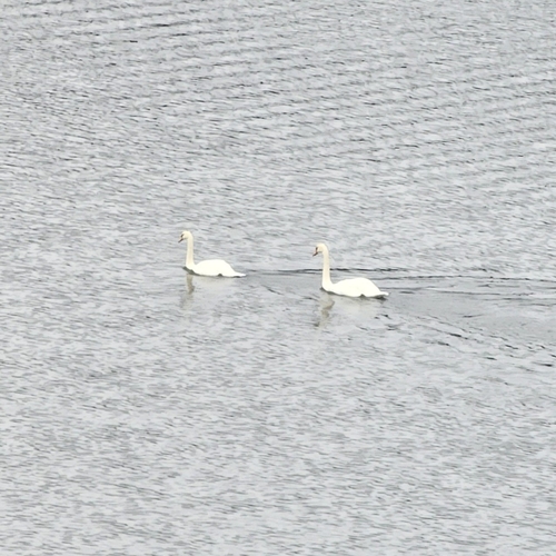 Mute Swan