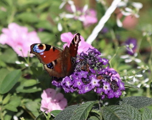 European Peacock Butterfly