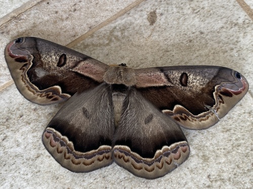 Arsenura xanthopus