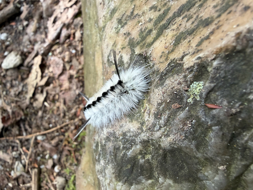 Hickory Tussock Moth