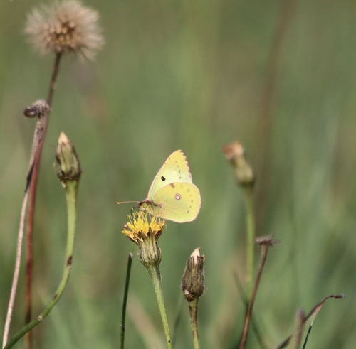 Pale Clouded Yellow