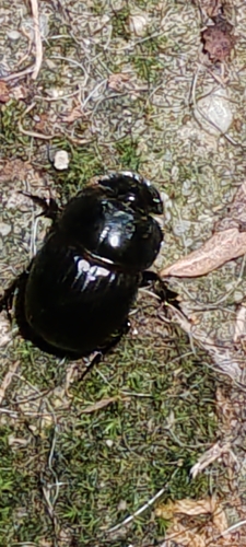 Copris lunaris
