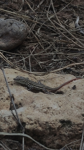 Spiny-footed Lizard