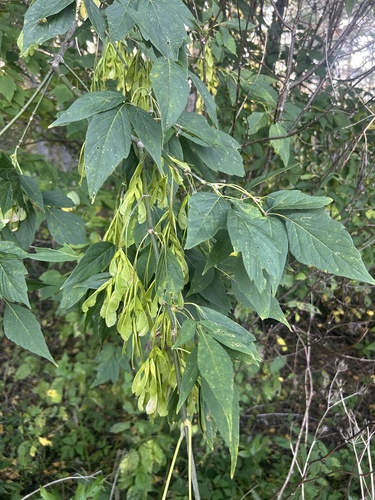 box elder