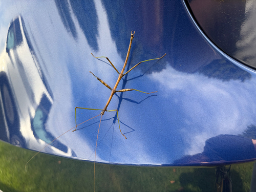 Northern Walkingstick