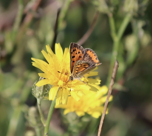 Small Copper