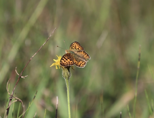 Queen of Spain Fritillary