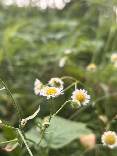 annual fleabane