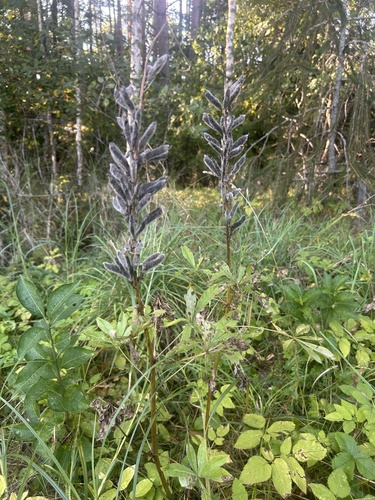 Large-leaved lupine